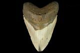 Fossil Megalodon Tooth - North Carolina #124673-1